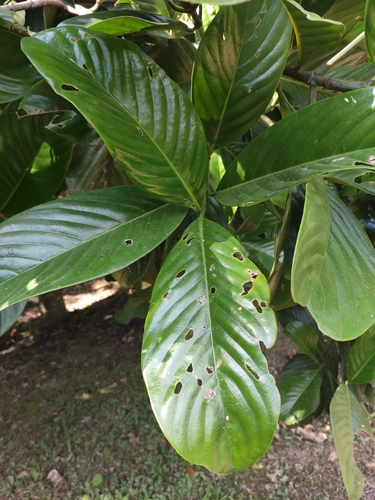 Garcinia pedunculata