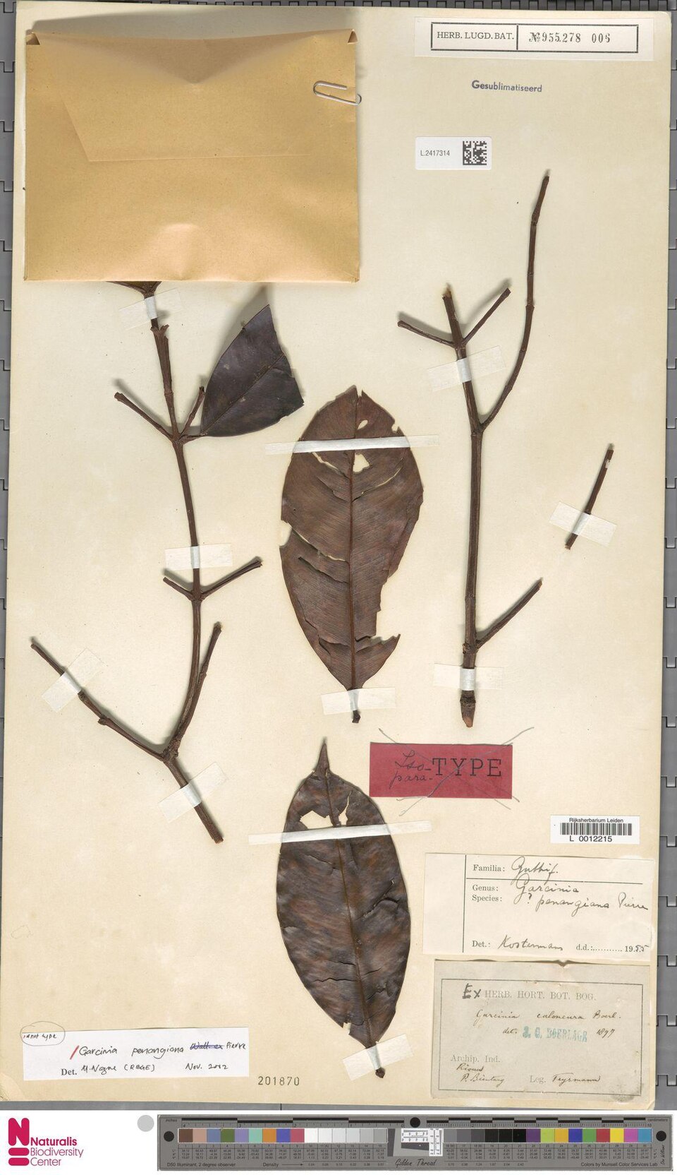 Garcinia penangiana
