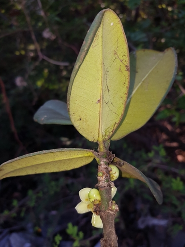Garcinia pervillei — photo