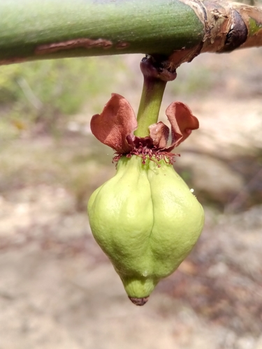 Garcinia pervillei