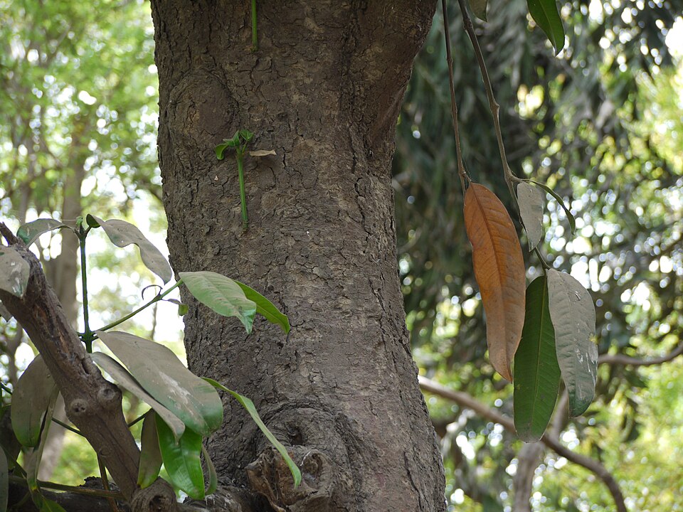 Garcinia pictoria (Cochin gorka) — photo