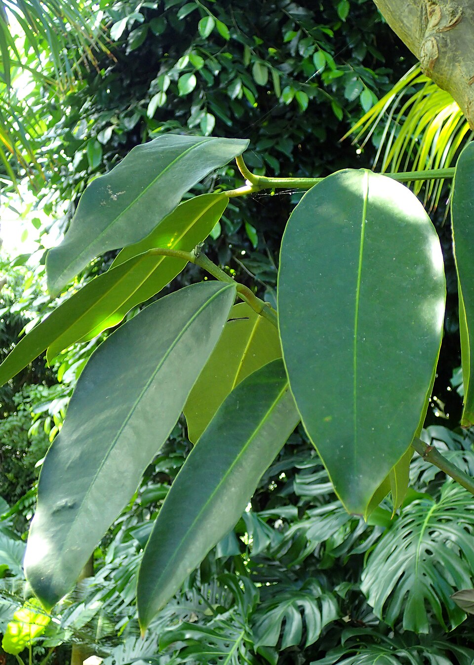 Garcinia pictoria