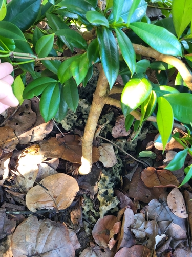 Garcinia portoricensis — photo