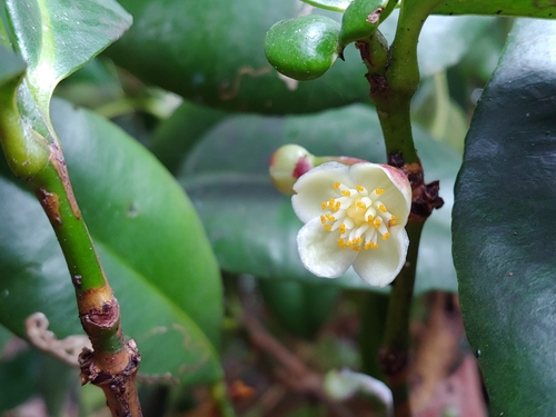 Garcinia portoricensis — photo