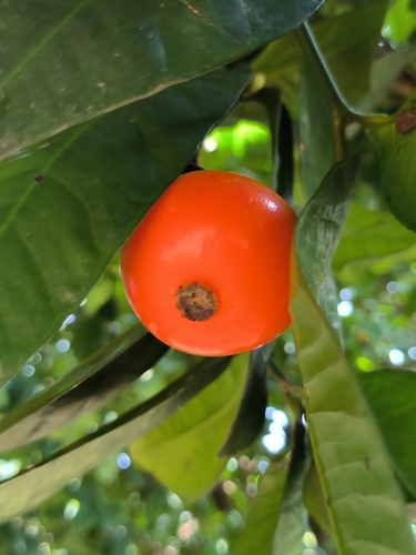 Garcinia prainiana (Button mangosteen) — photo