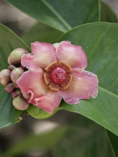 Garcinia prainiana