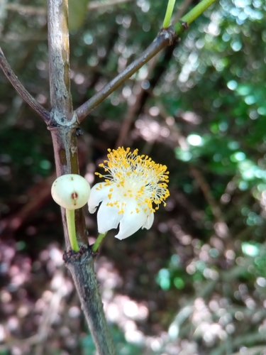 Garcinia punctata — photo