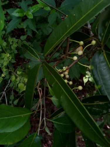 Garcinia punctata