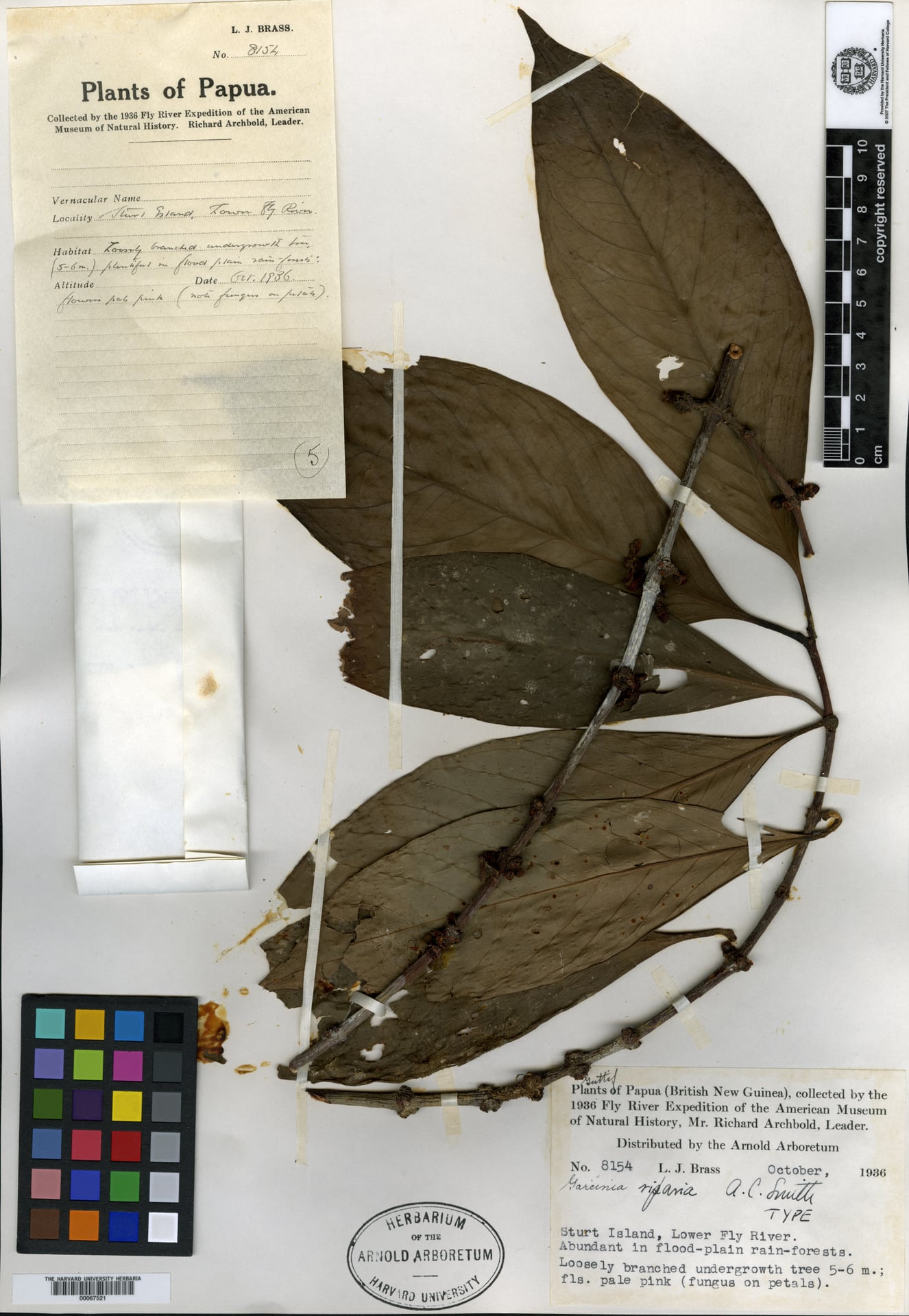 Garcinia riparia
