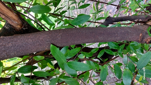 Garcinia schomburgkiana (Madan) — photo
