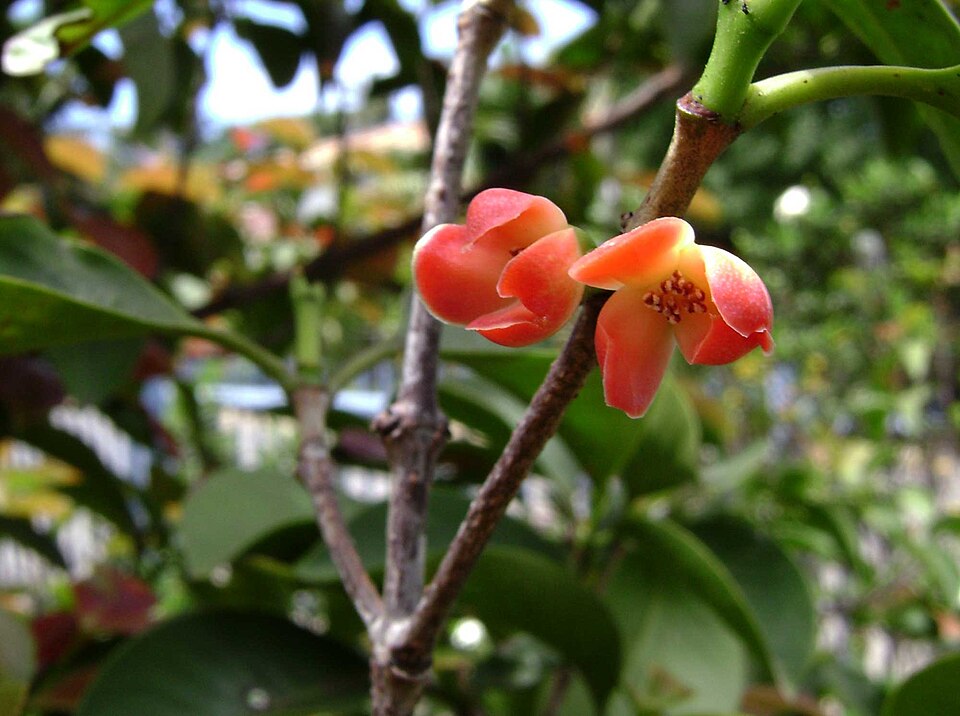 Garcinia sessilis (Samoan mangosteen) — photo