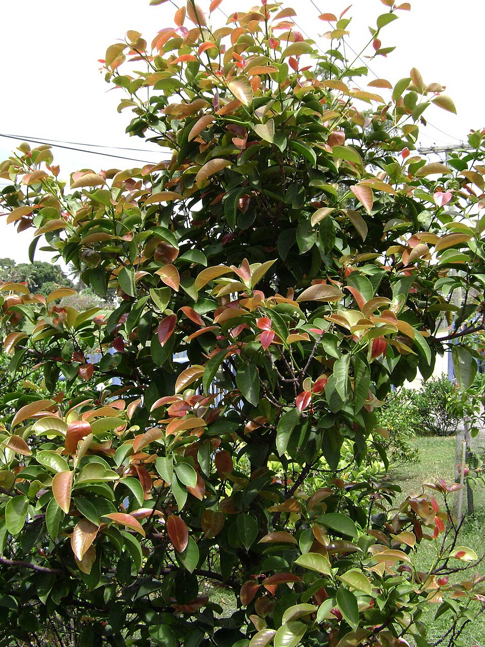 Garcinia sessilis