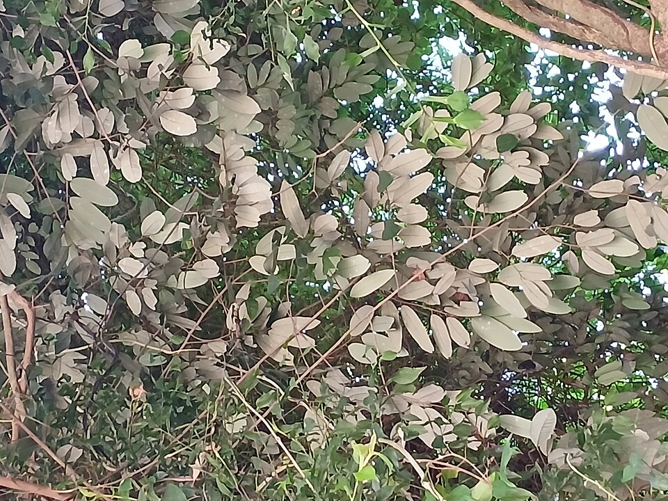 Garcinia sp. — photo