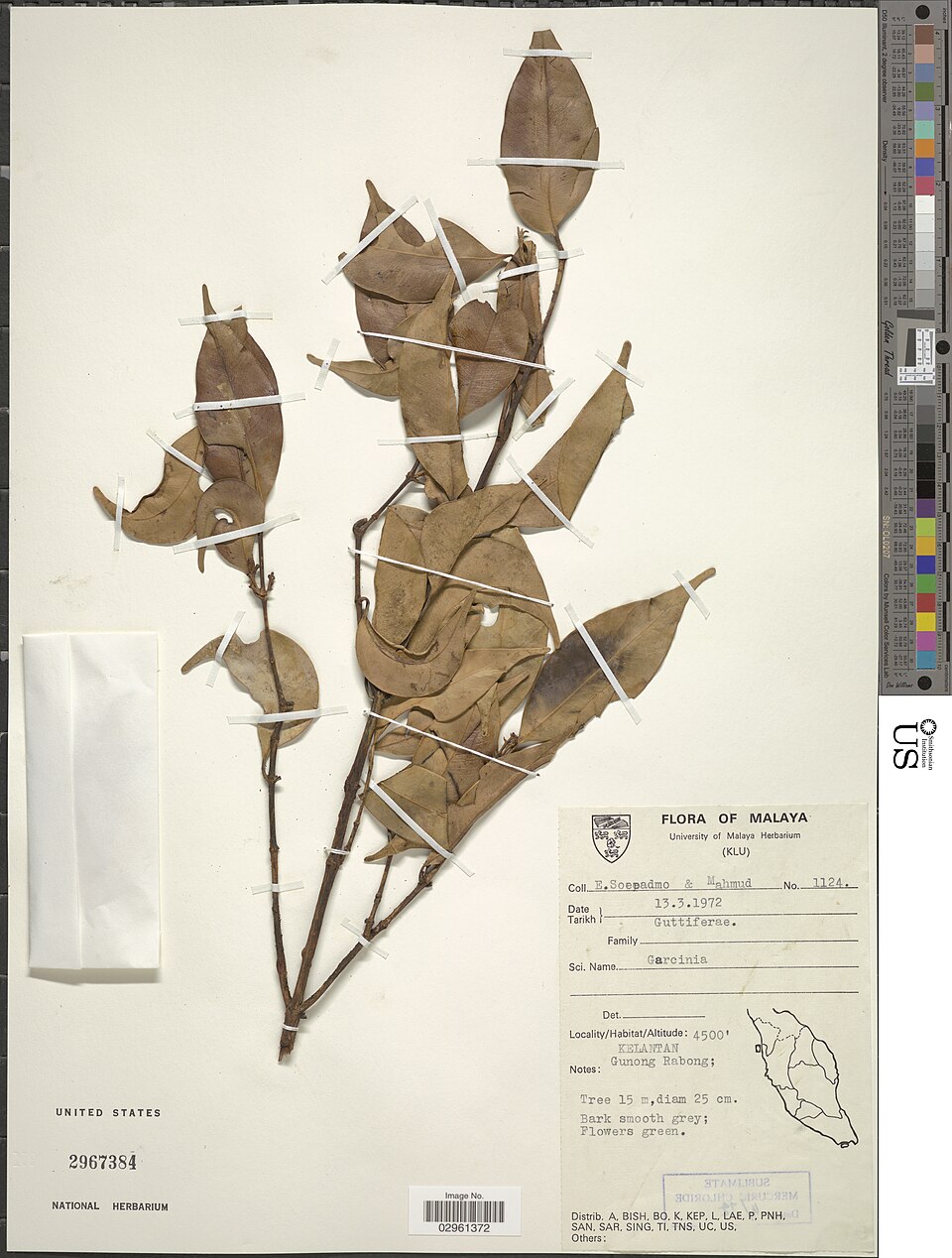 Garcinia sp.