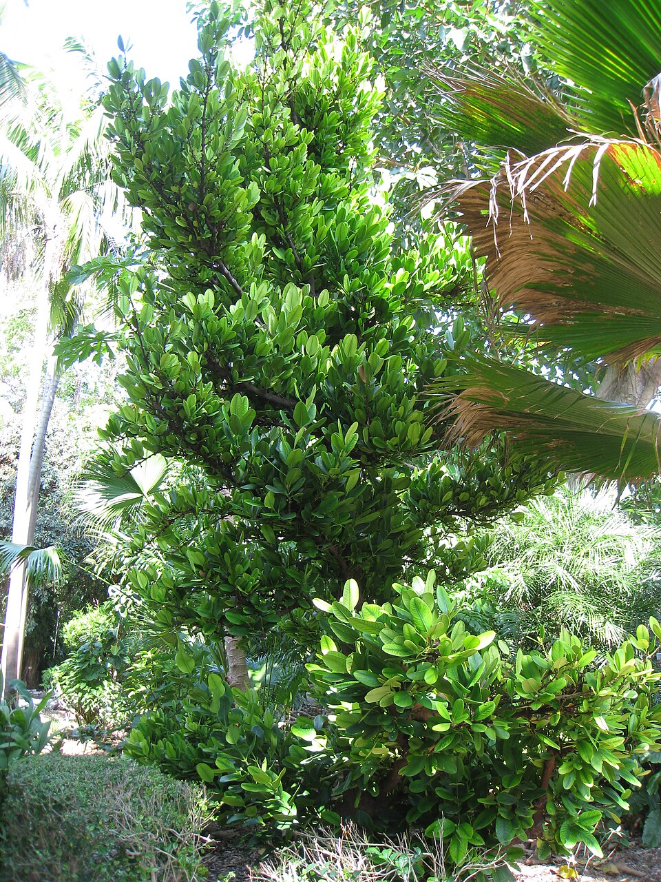Garcinia spicata — photo
