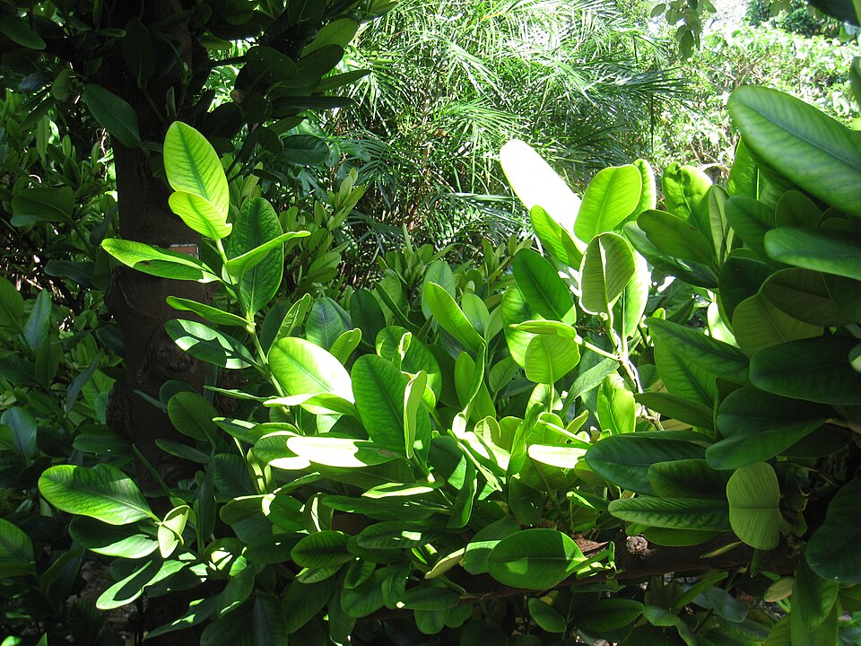 Garcinia spicata — photo