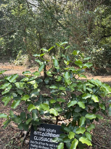 Garcinia spicata