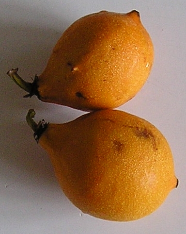 Garcinia spruceana