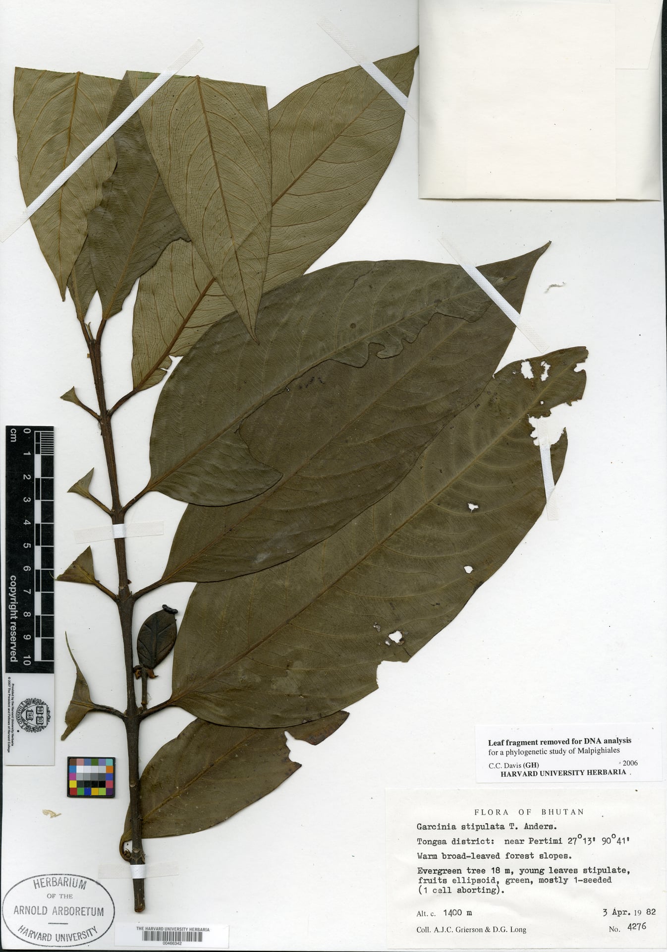 Garcinia stipulata