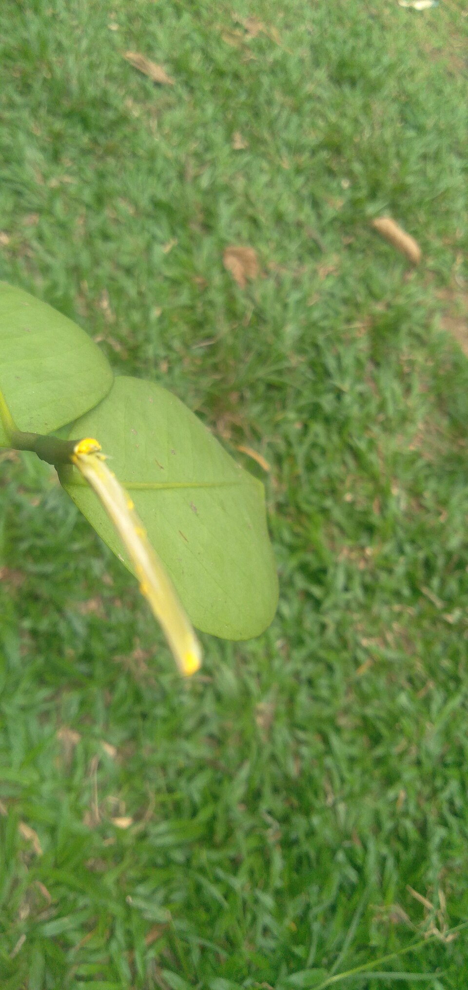 Garcinia terpnophylla