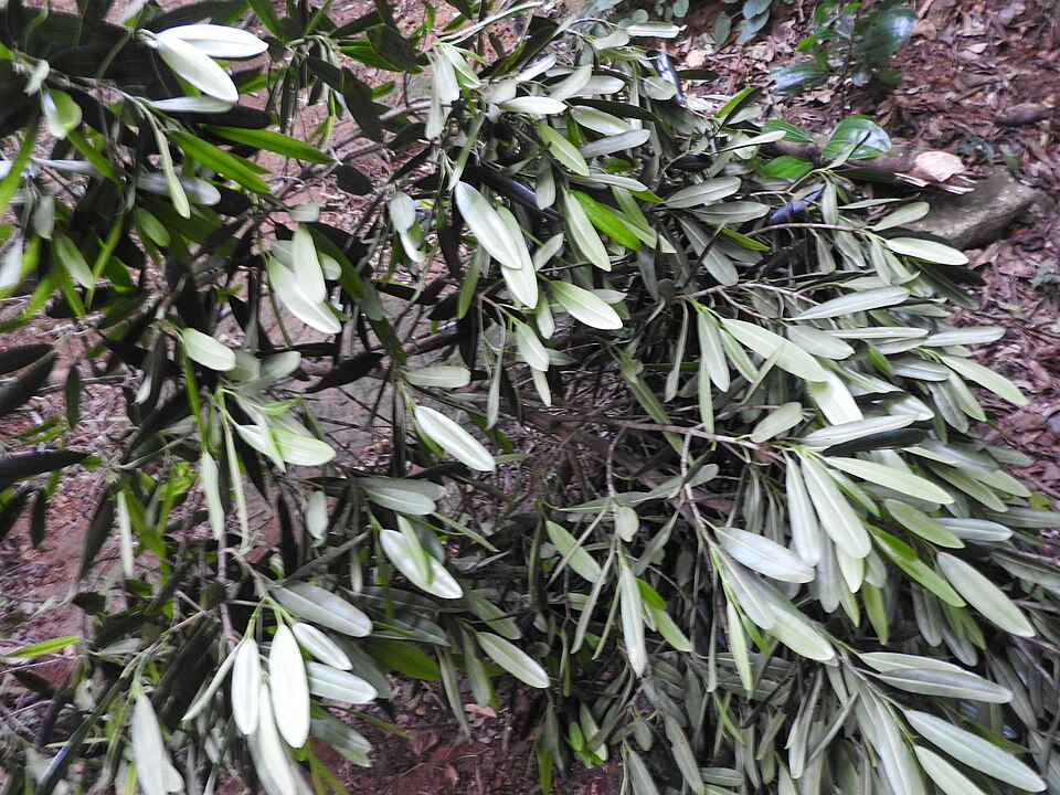 Garcinia travancorica — photo