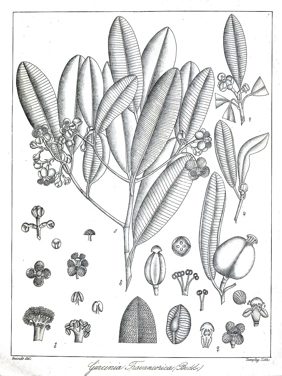 Garcinia travancorica