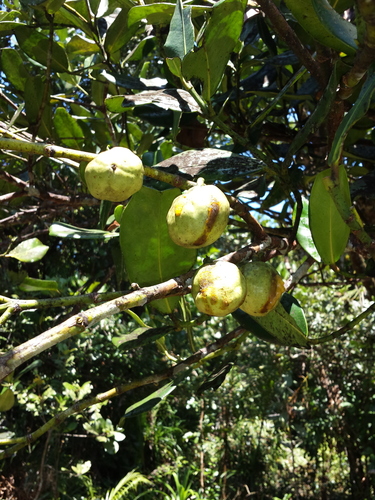 Garcinia verrucosa — photo