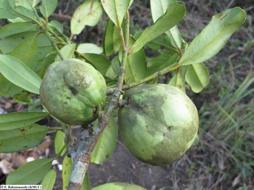 Garcinia verrucosa