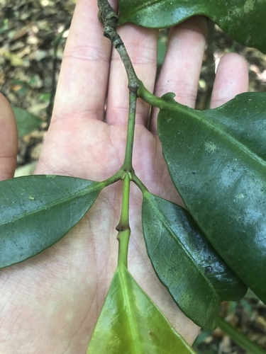 Garcinia warrenii (Warren’s mangosteen) — photo