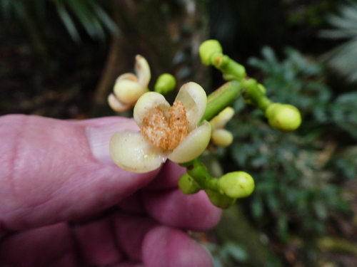 Garcinia warrenii (Warren’s mangosteen) — photo