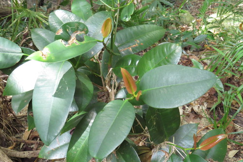 Garcinia warrenii