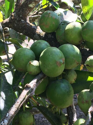 Garcinia xanthochymus