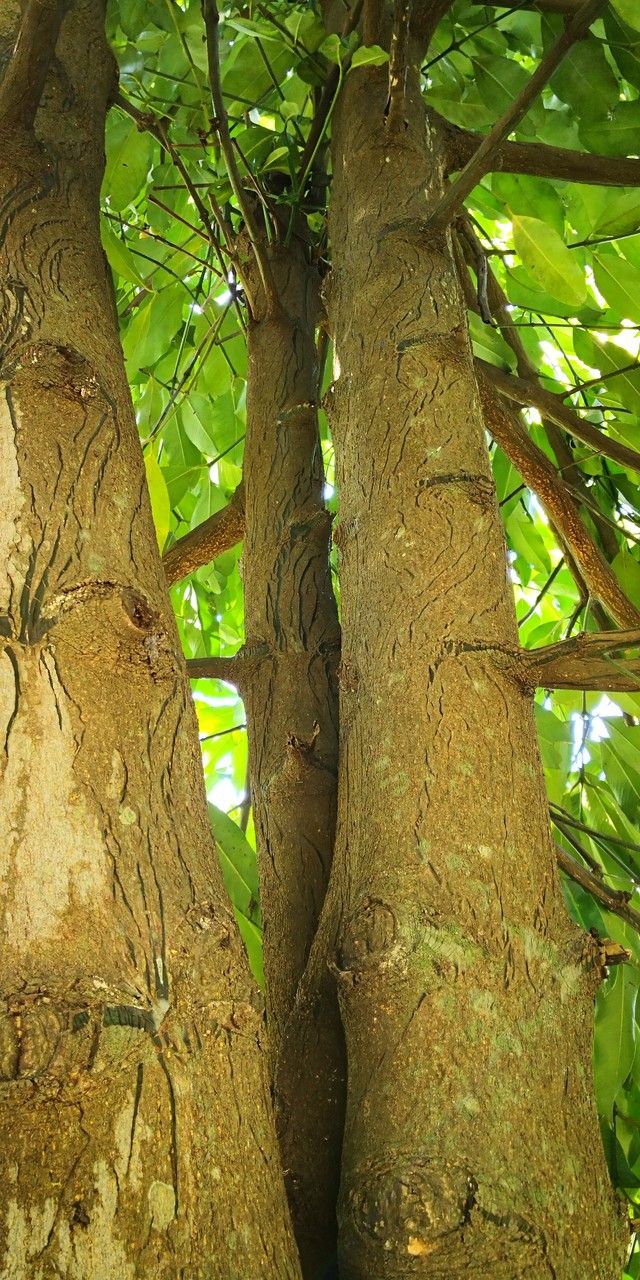 Garcinia xishuanbannaensis (Sanmogua) — photo