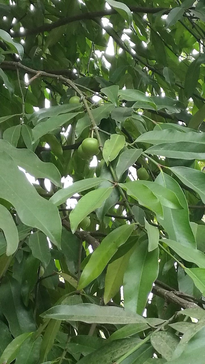 Garcinia xishuanbannaensis (Sanmogua) — photo