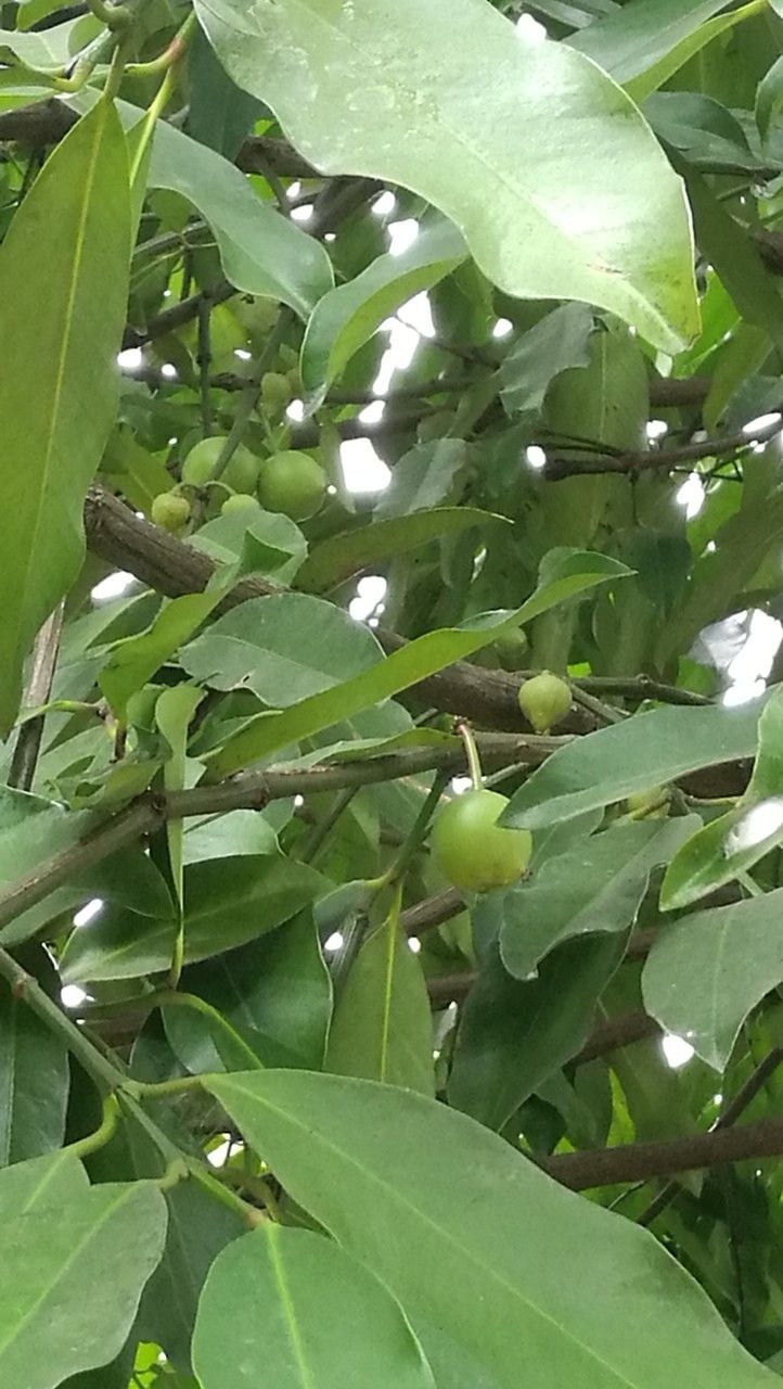 Garcinia xishuanbannaensis
