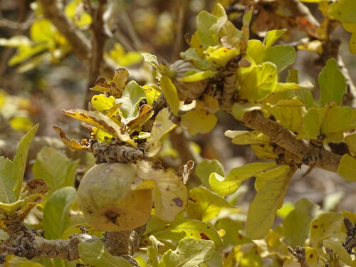 Gardenia aqualla — photo