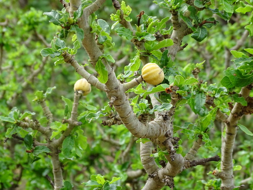 Gardenia aqualla — photo