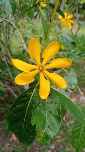 Gardenia carinata (Kedah gardenia) — photo