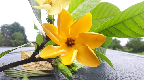 Gardenia carinata
