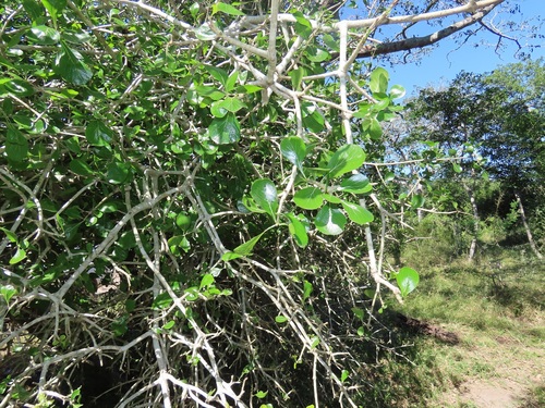 Gardenia cornuta (Natal Gardenia) — photo
