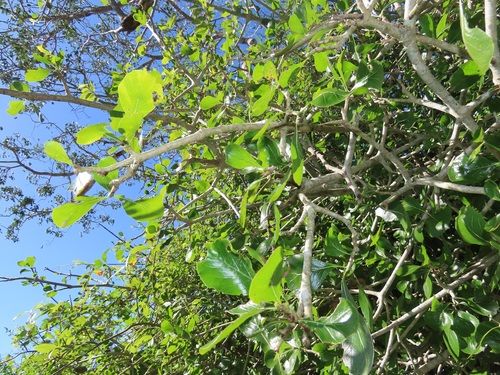Gardenia cornuta (Natal Gardenia) — photo