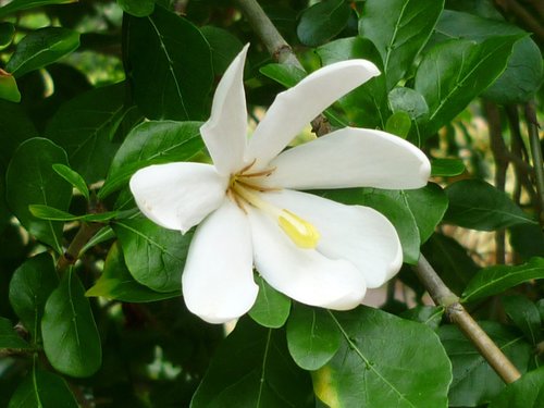 Gardenia cornuta