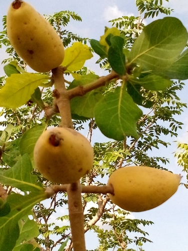 Gardenia erubescens (Female gardenia) — photo