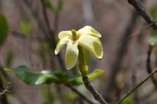 Gardenia gummifera — photo