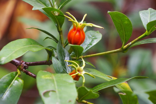 Gardenia jasminoides (Cape Gardenia) — photo