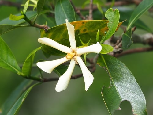 Gardenia jasminoides