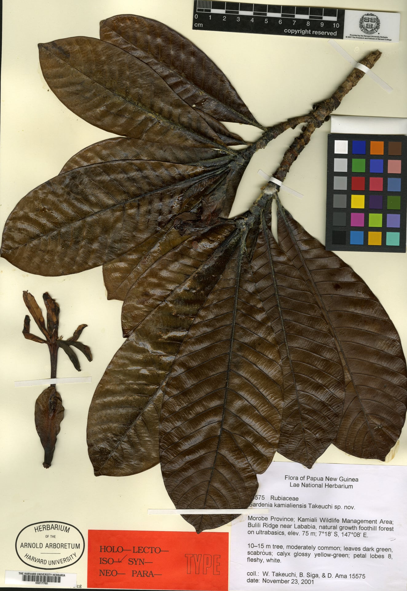 Gardenia kamialiensis