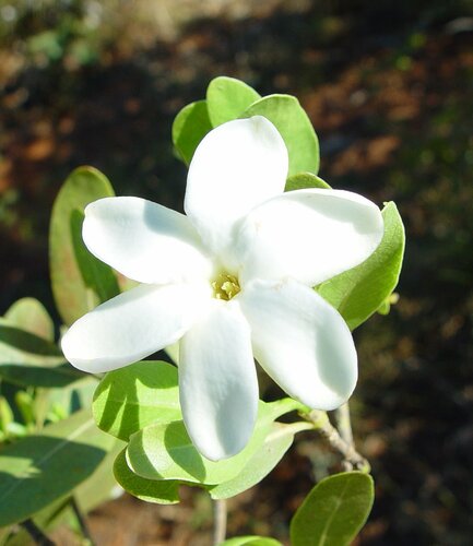 Gardenia keartlandii