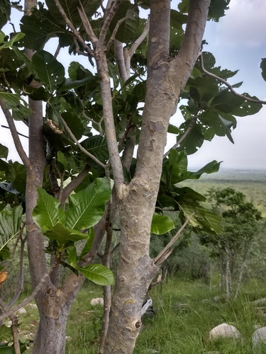 Gardenia latifolia (Boxwood Gardenia) — photo