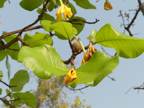 Gardenia latifolia